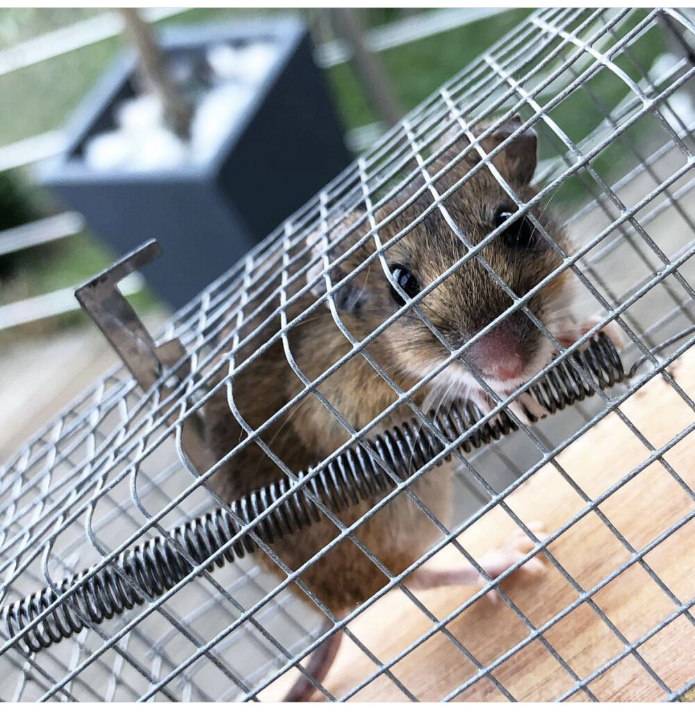 Attraper des souris la nature au coeur Attraper des souris la nature au coeur